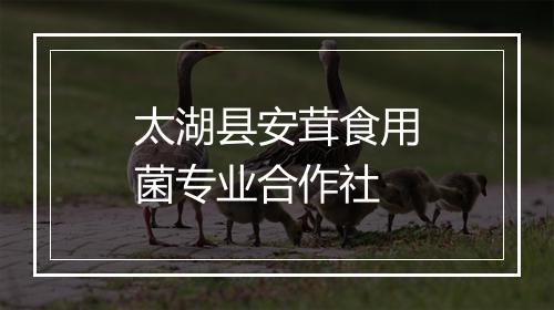 太湖县安茸食用菌专业合作社