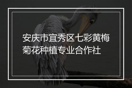 安庆市宜秀区七彩黄梅菊花种植专业合作社