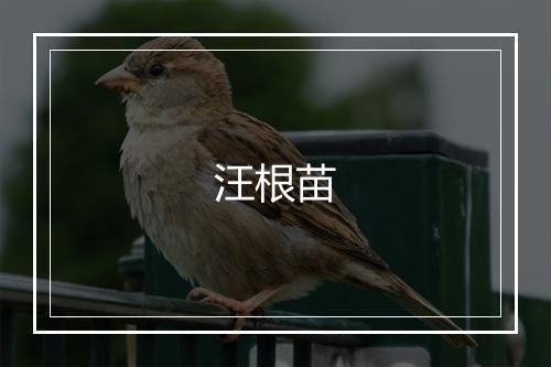 汪根苗