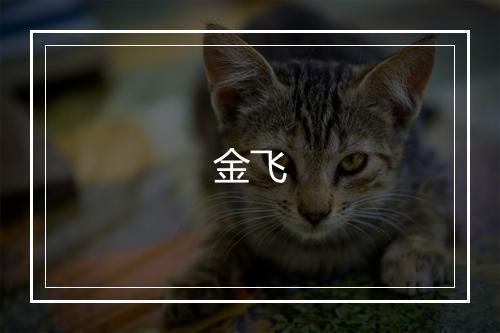 金飞
