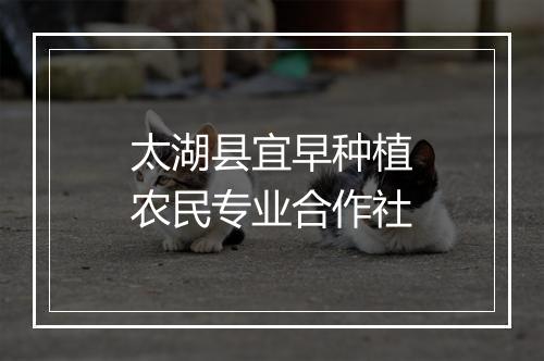 太湖县宜早种植农民专业合作社
