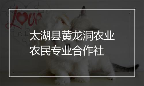 太湖县黄龙洞农业农民专业合作社