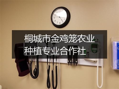 桐城市金鸡笼农业种植专业合作社