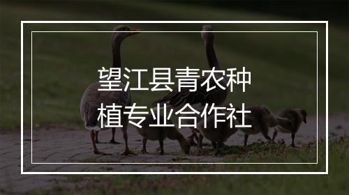 望江县青农种植专业合作社