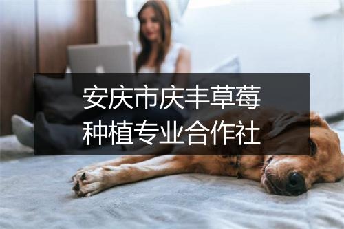 安庆市庆丰草莓种植专业合作社