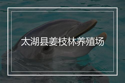 太湖县姜枝林养殖场