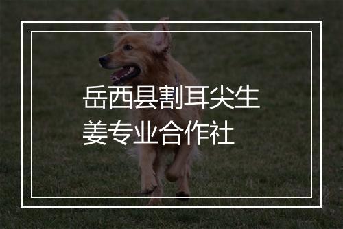 岳西县割耳尖生姜专业合作社