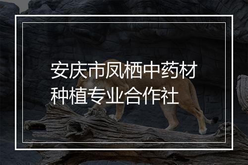 安庆市凤栖中药材种植专业合作社